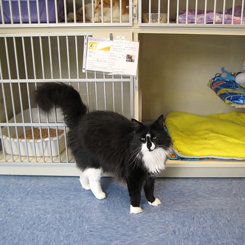 Cat Boarding in Southbury