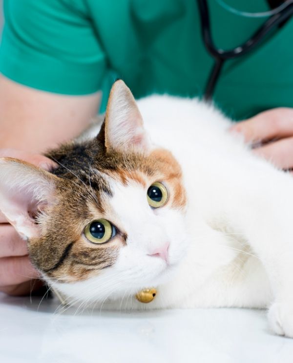 A veterinary professional in a green uniform uses a stethoscope to examine a calico cat