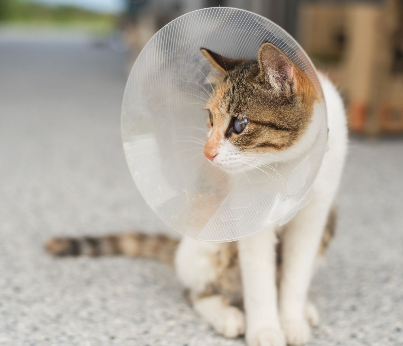 A calico cat wearing a clear plastic Elizabethan collar