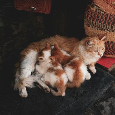 A mother cat with orange and white fur nurses two kittens with similar coloring.