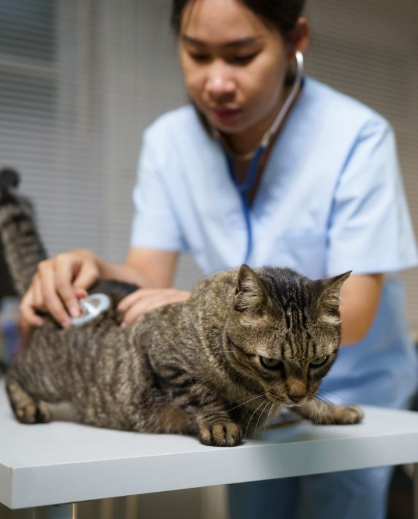 A veterinarian in a light blue uniform uses a stethoscope to examine a tabby cat