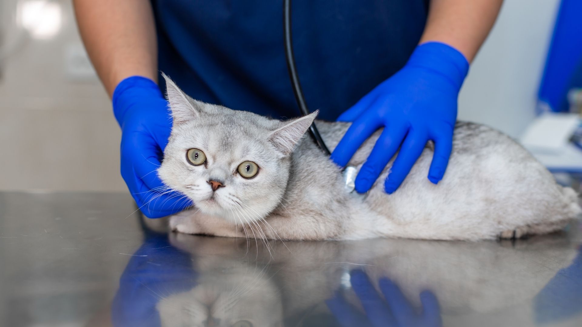 A veterinarian wearing blue gloves uses a stethoscope to examine a grey cat lying on a metal examination table.