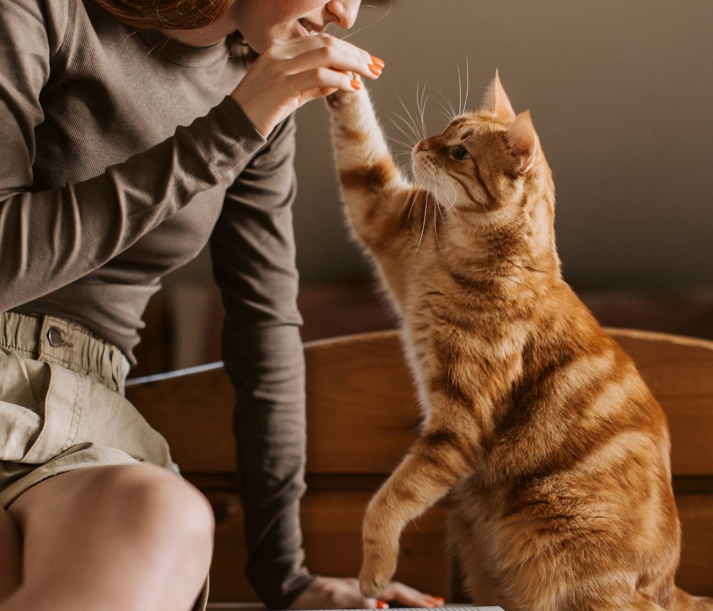 An orange tabby cat gives a high five to a person