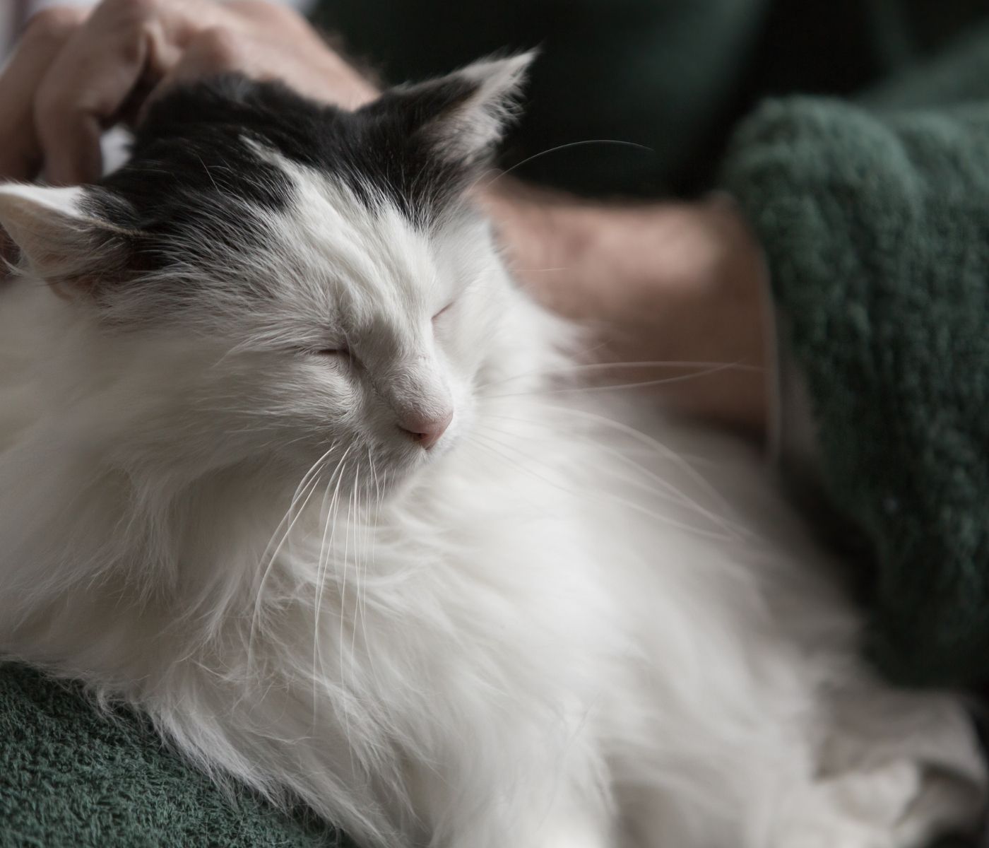 A person's hand is gently petting a fluffy white and black cat with its eyes closed.