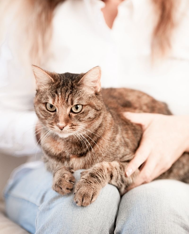 A tabby cat rests on the lap of a person