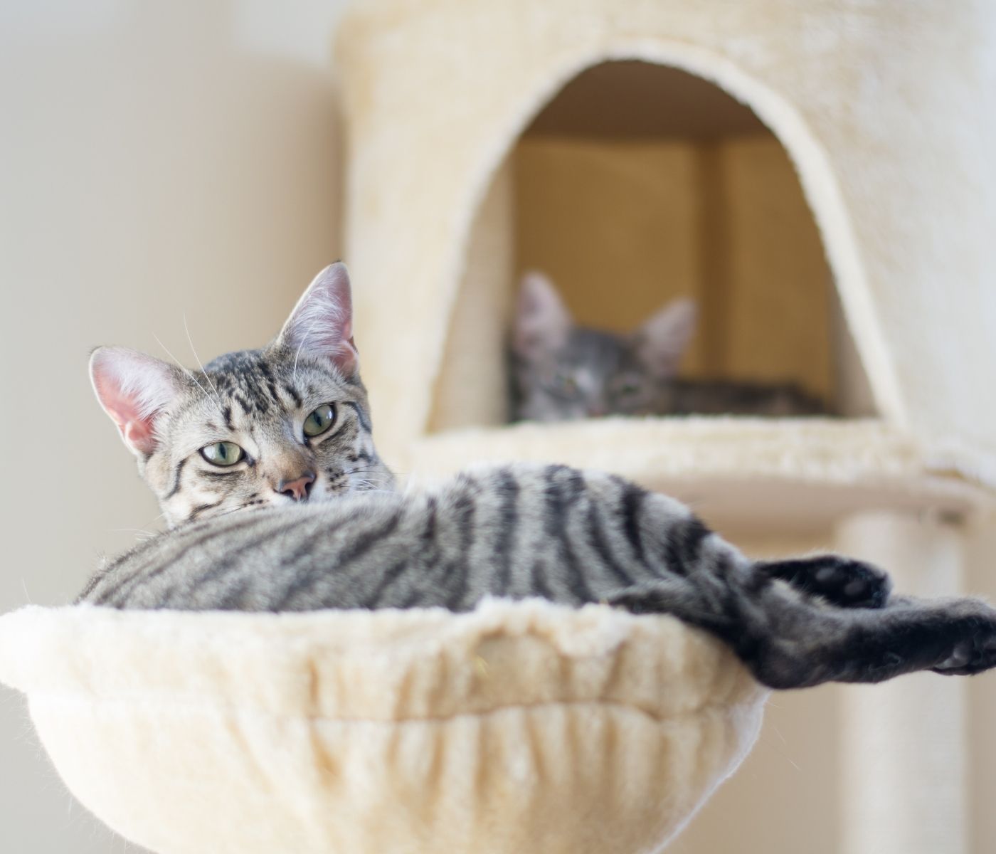 A tabby cat rests on a plush perch on a cat tree