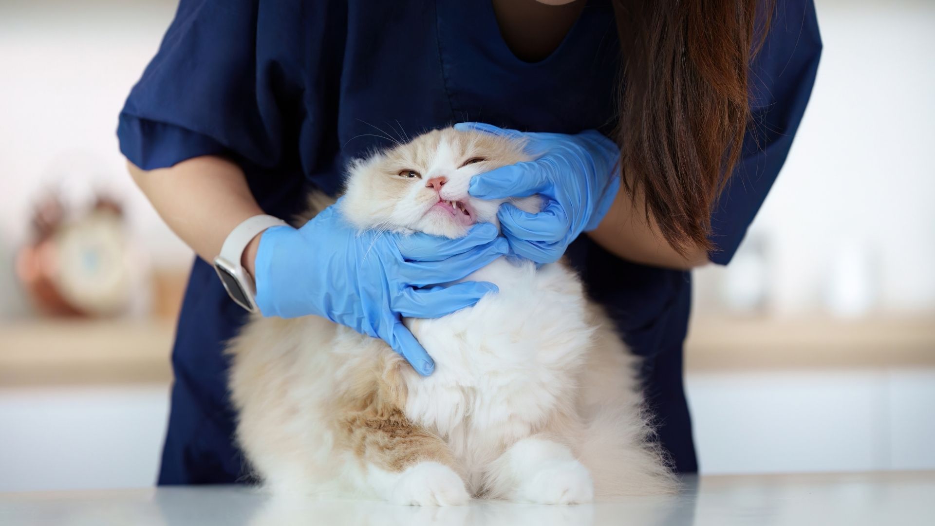 A veterinarian in blue scrubs and gloves examines a fluffy cat's mouth.