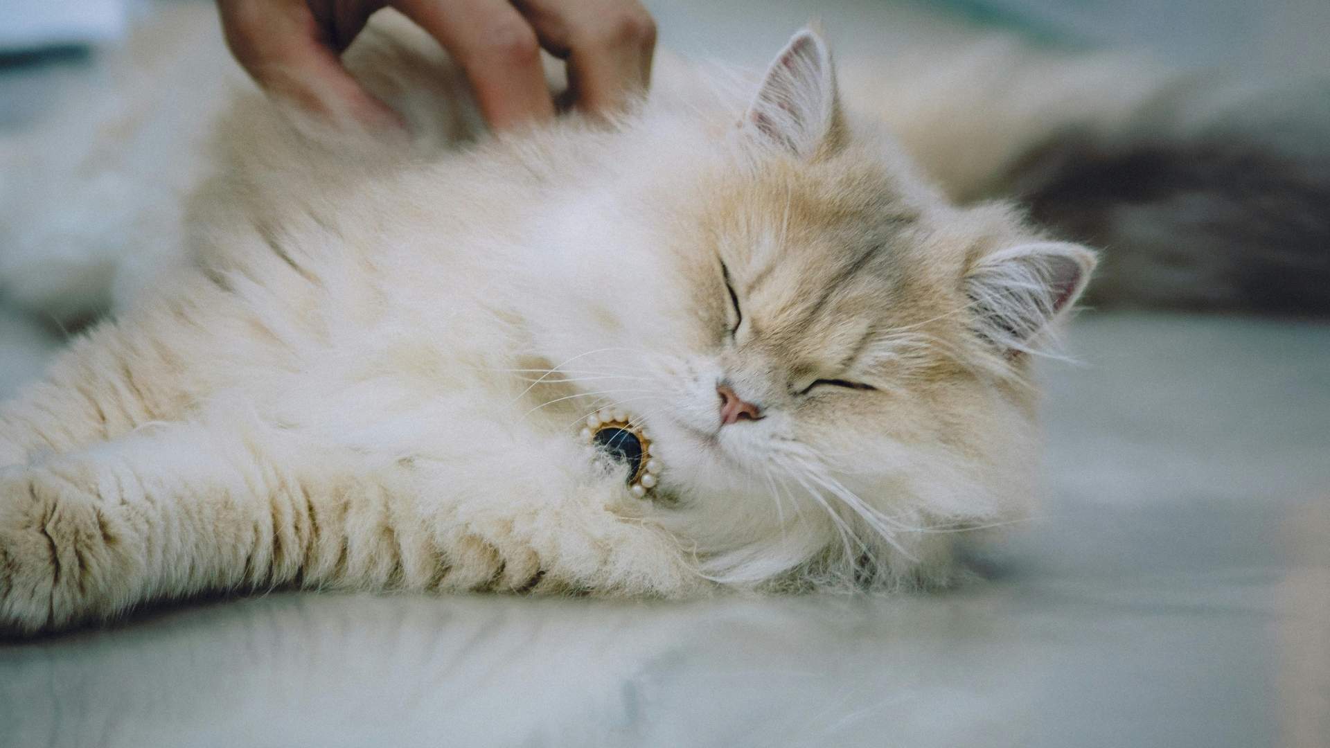 A fluffy cream colored cat with closed eyes is being petted by a hand