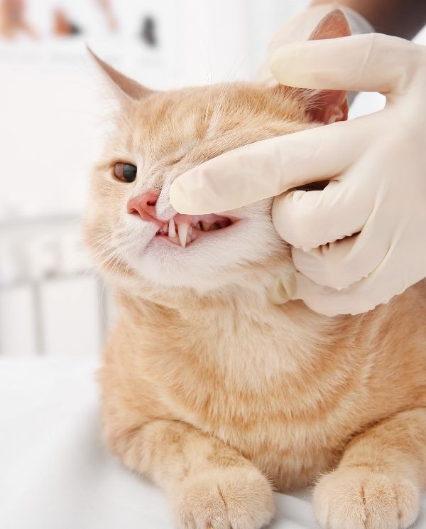 A gloved hand pulls back the lip of an orange tabby cat to examine its teeth.