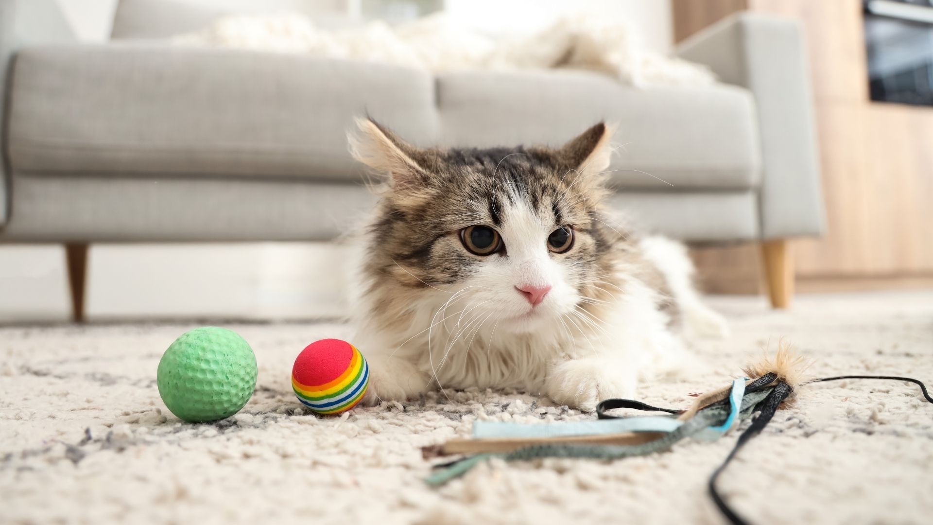 A fluffy cat lies on a rug next to a green ball