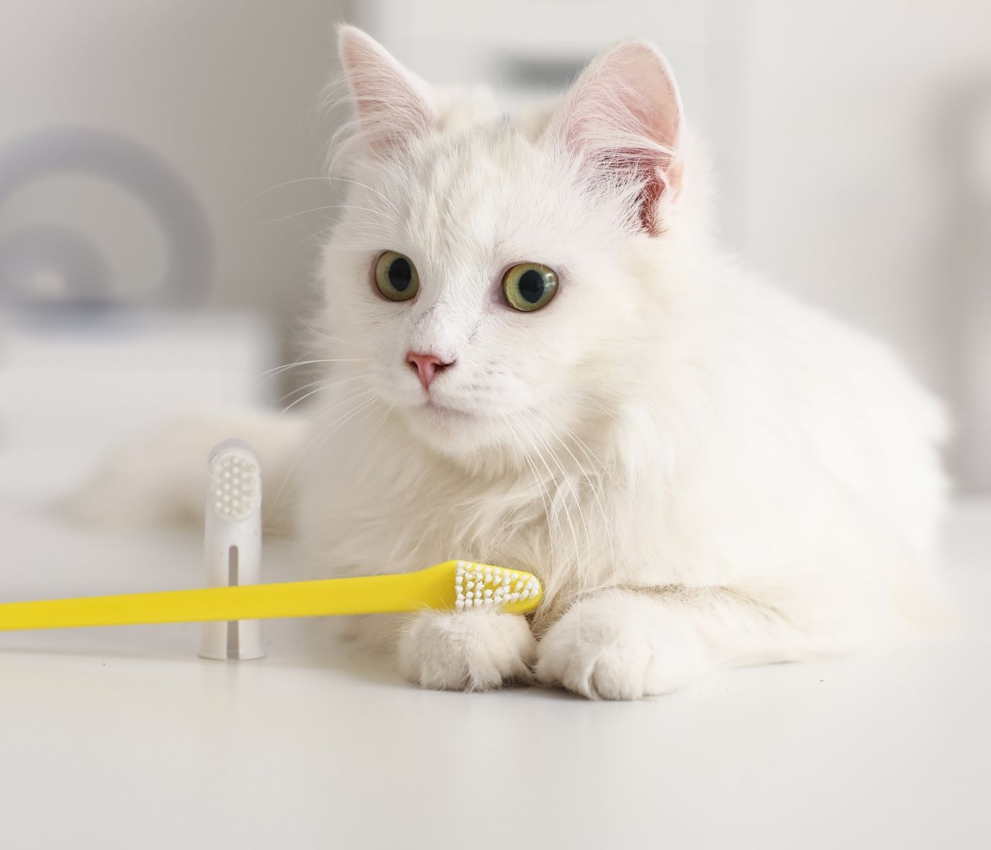A fluffy white cat lies on a white surface next to a yellow toothbrush
