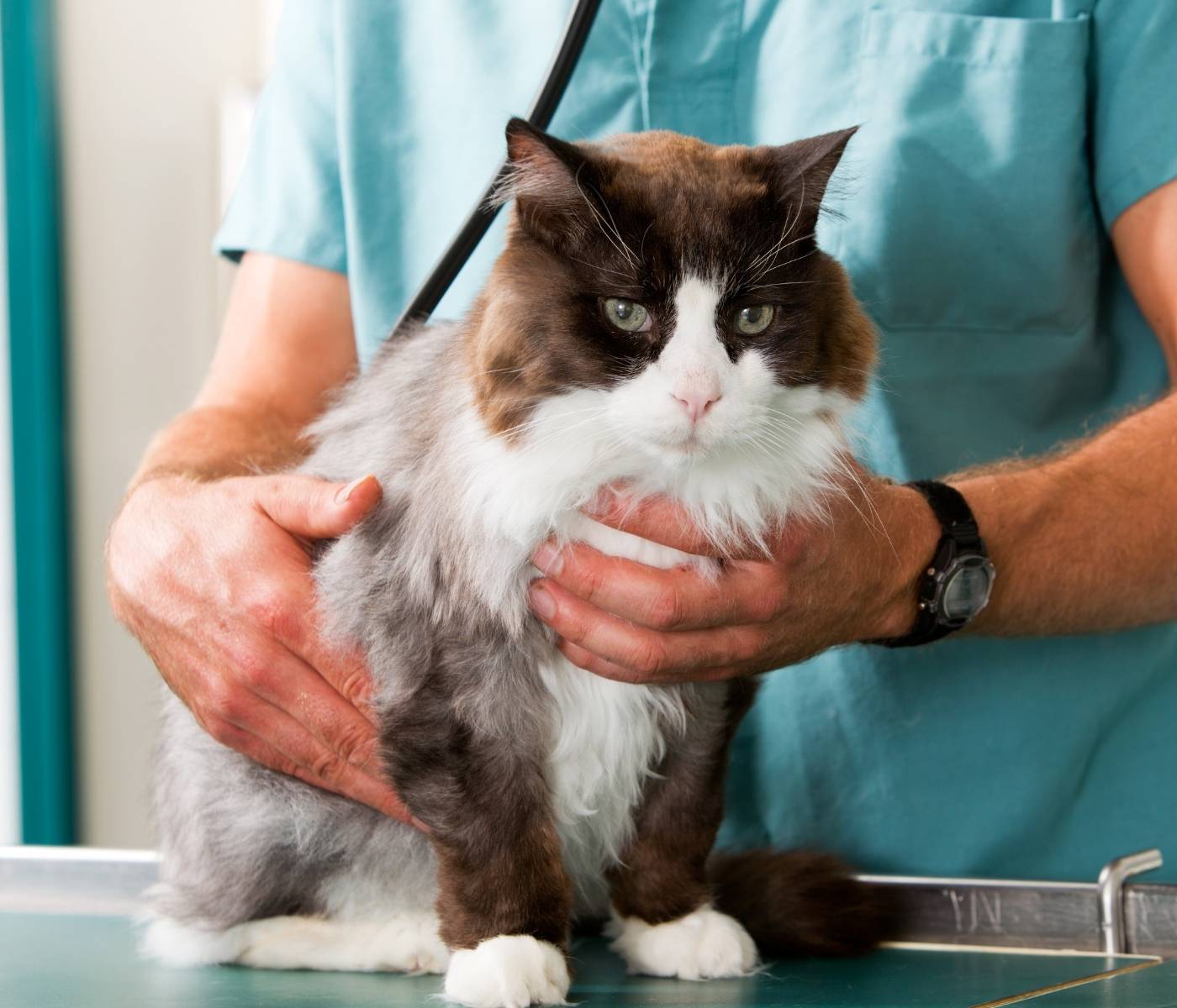 A fluffy cat with brown and white fur is held by a person