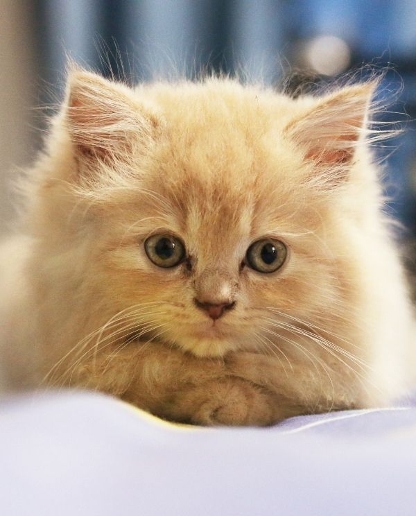 A fluffy light orange kitten with wide eyes lies on a purple surface
