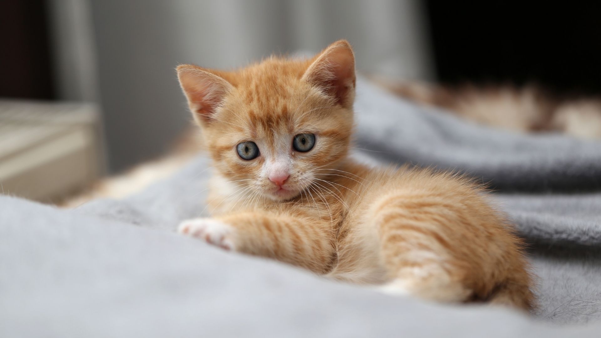A small ginger kitten with blue eyes lies on a soft gray blanket