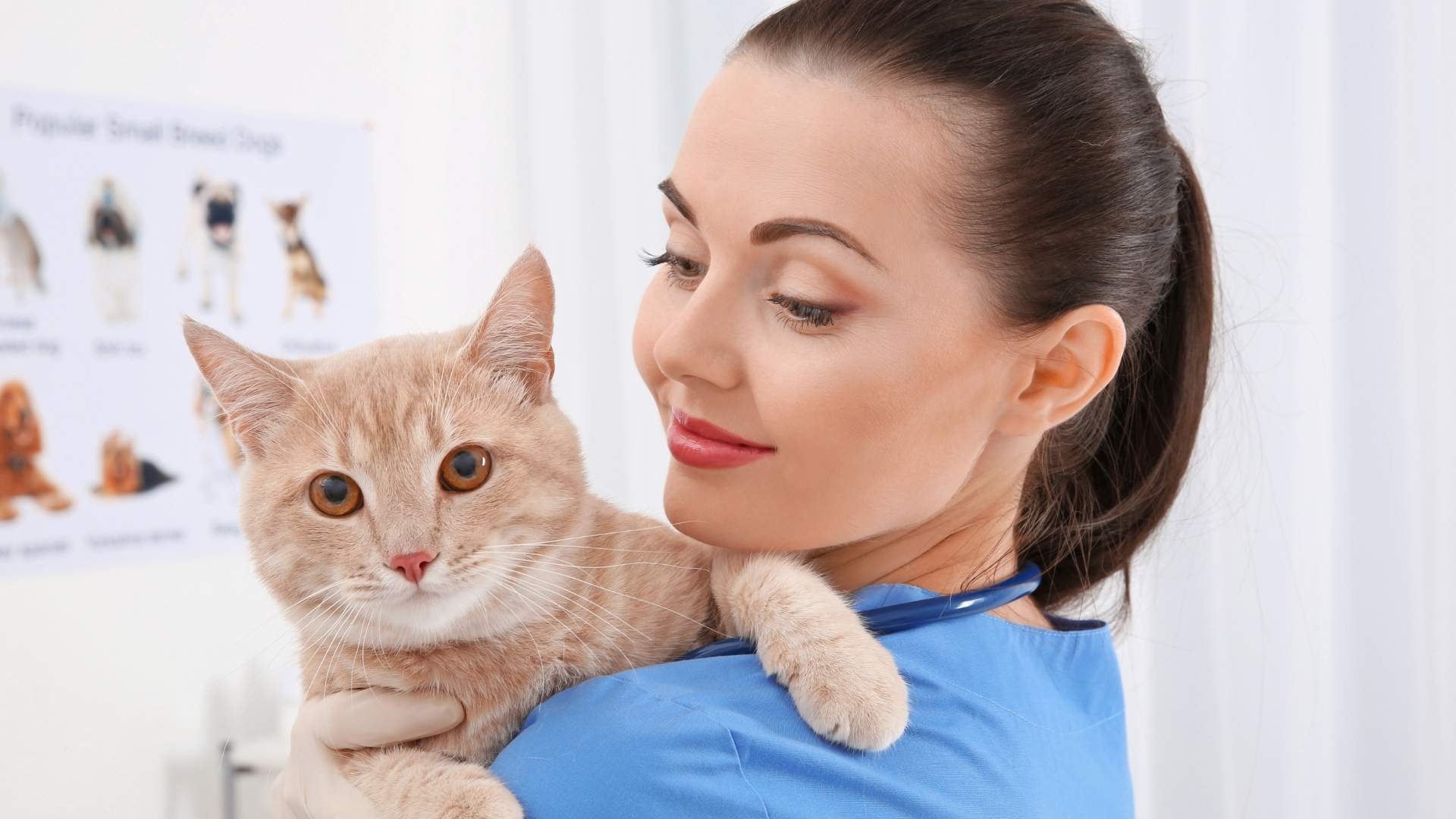 A veterinarian in a blue scrub suit holds a ginger cat