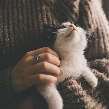 A person wearing a brown sweater holds a small black and white kitten