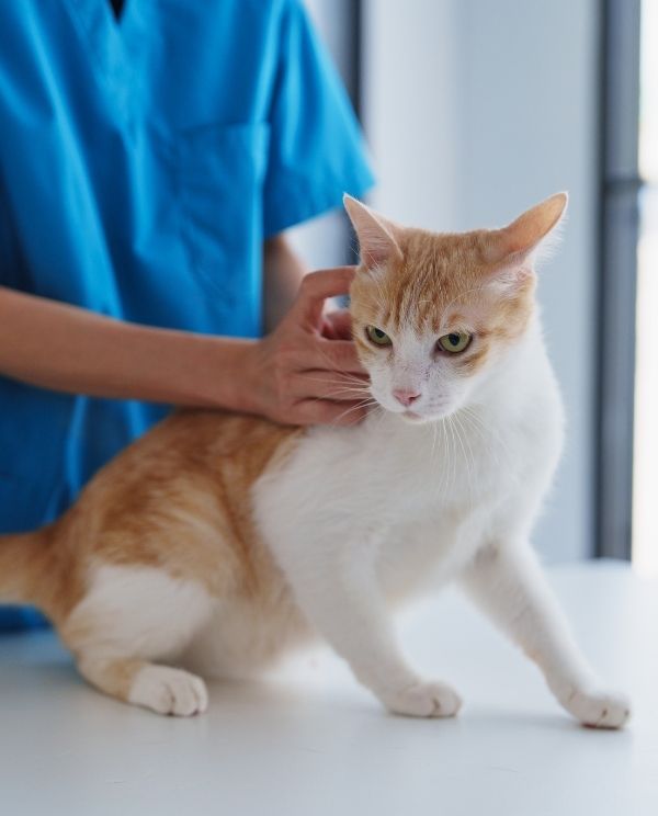 A person in a blue uniform gently pets an orange and white cat