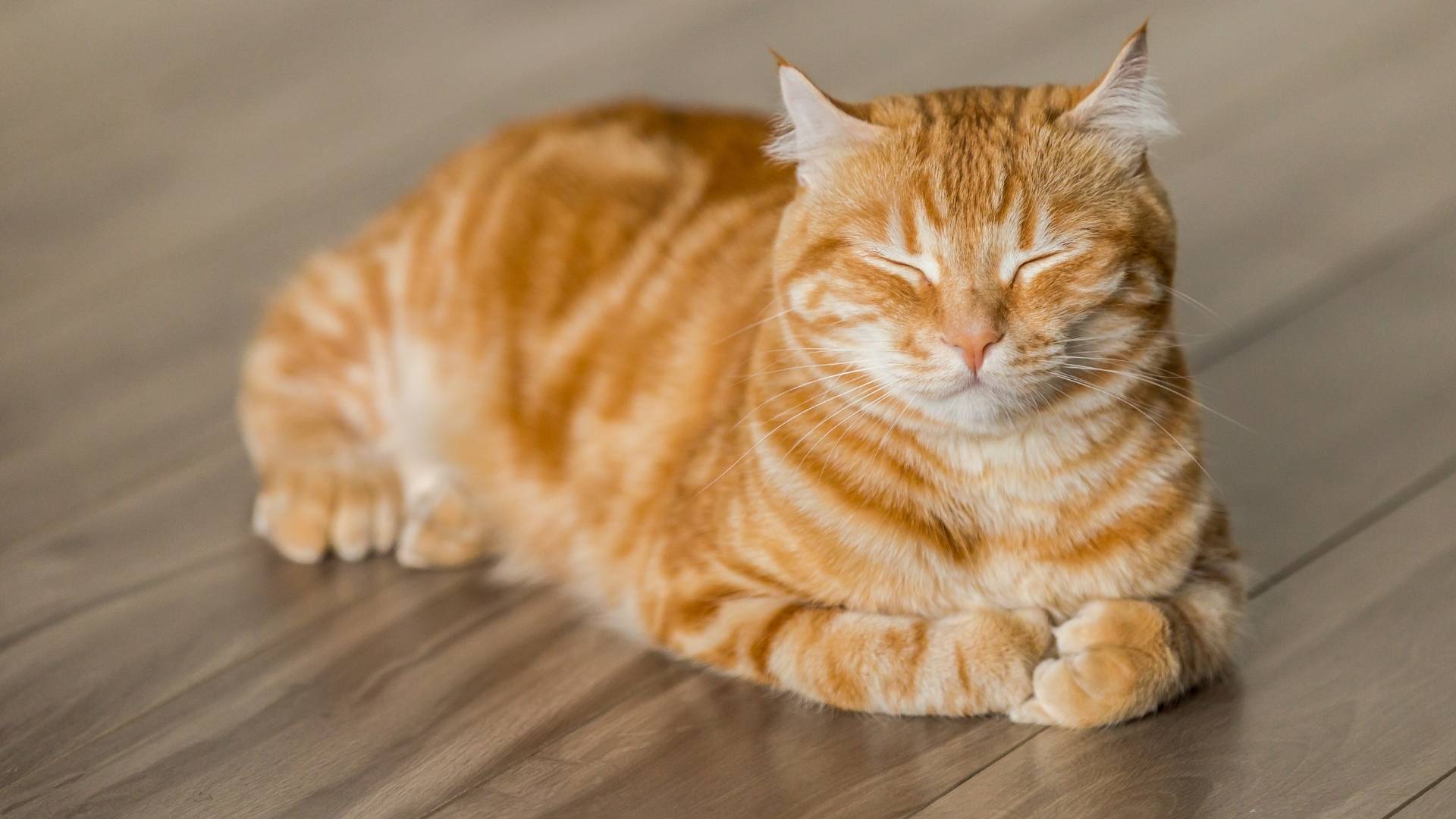 A short haired orange tabby cat is lying down with its eyes closed on a wooden floor