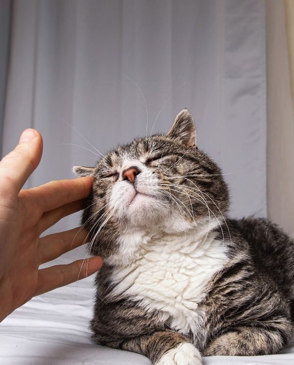 A hand gently pets a tabby cat with its eyes closed in contentment.