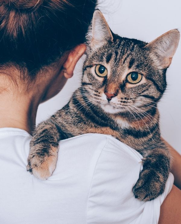 A tabby cat rests on a person's shoulder