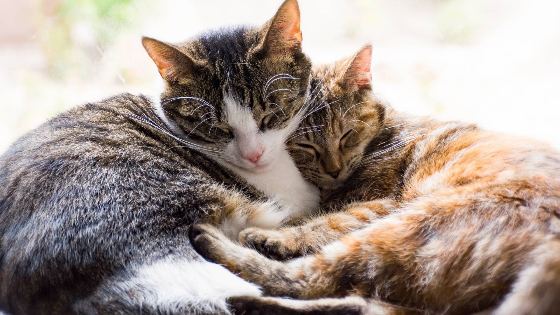 Two cats sleeping close together