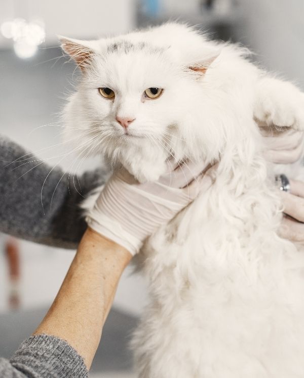 A white cat with yellow eyes is being held by gloved hands