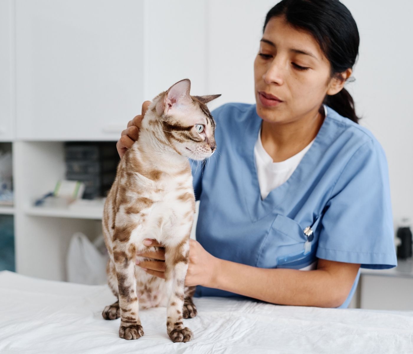 A veterinarian in blue scrubs gently pets a spotted cat