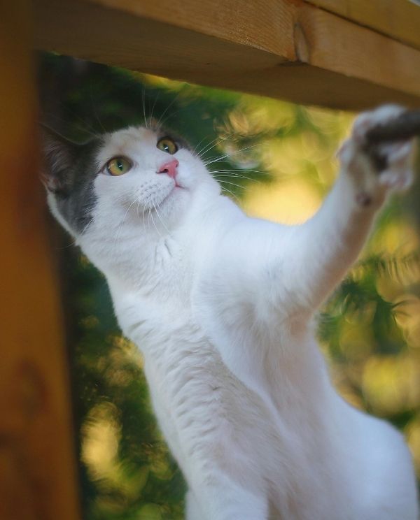 A white cat with gray markings on its head reaches up with its paw to touch a wooden beam.