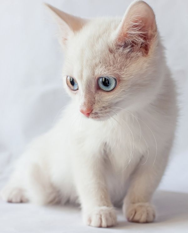 A fluffy white kitten sits against a white background.