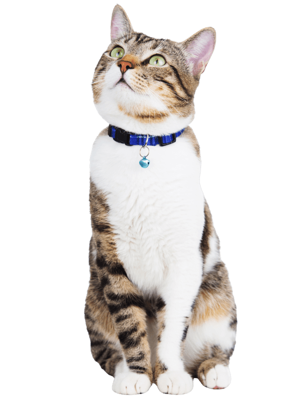 Cat sitting down in a blue collar