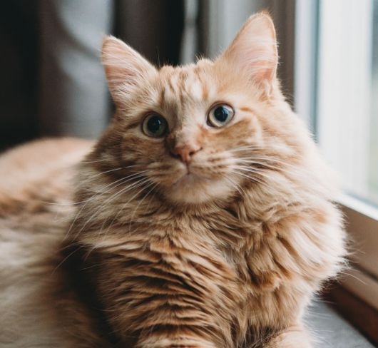 Cat sitting in a windowsill