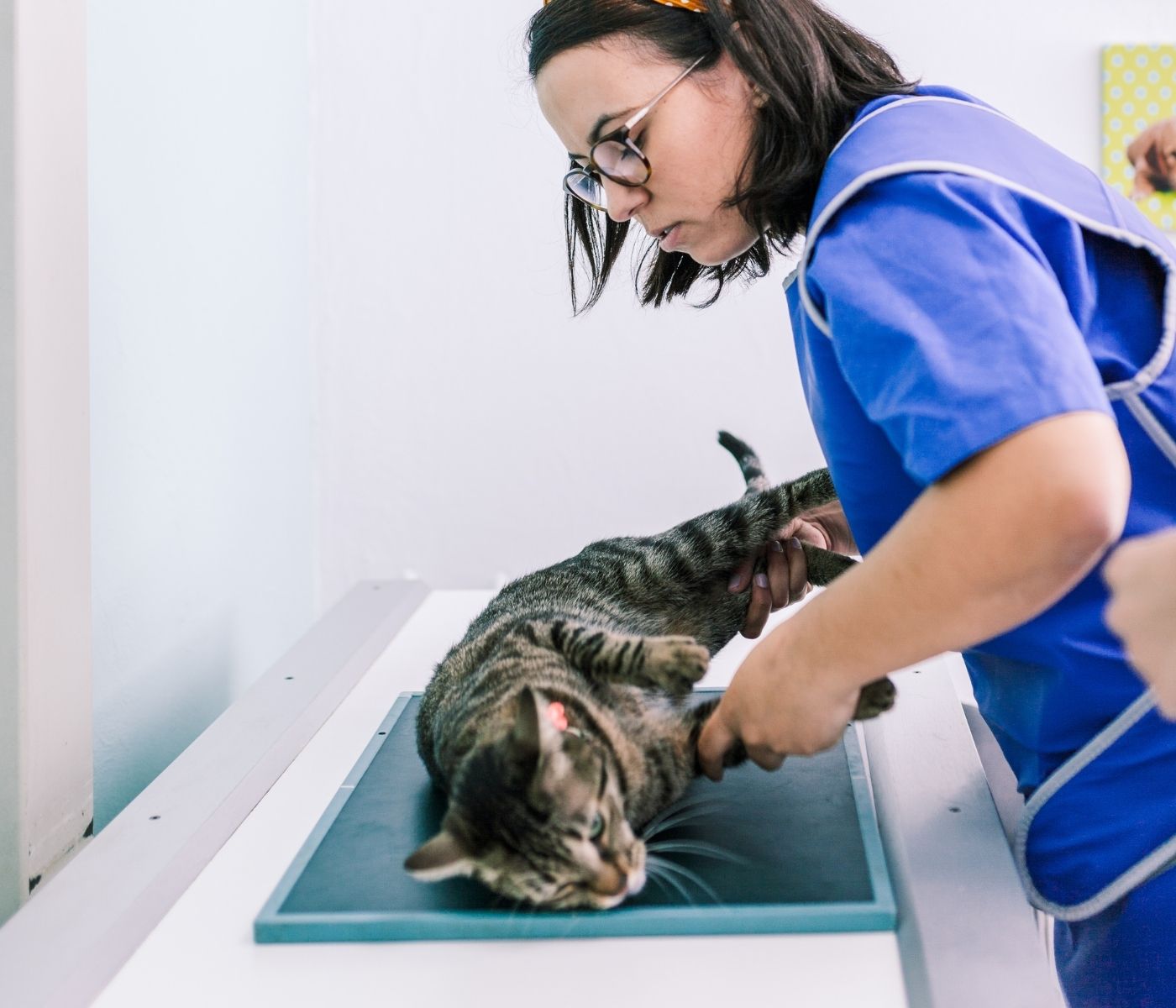 A veterinarian in a blue uniform positions a tabby cat on an examination table under an Xray machine.