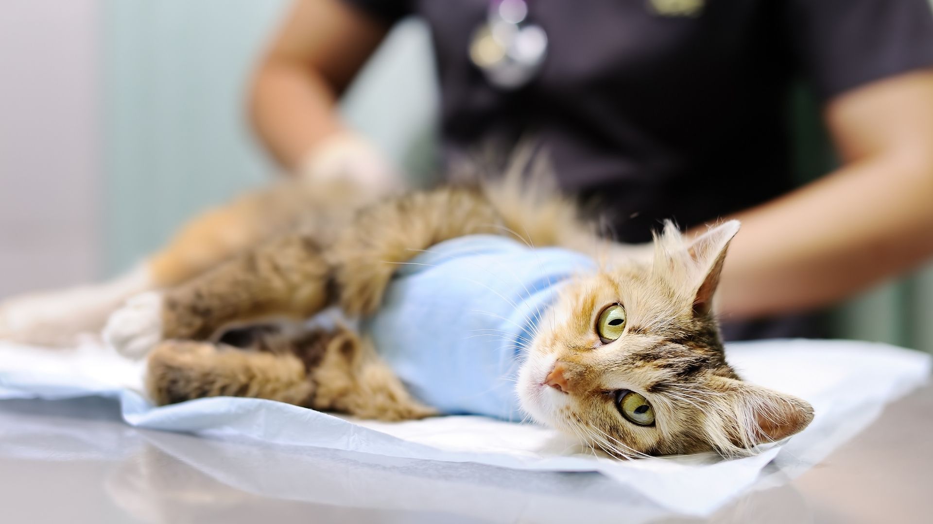 A cat with a light blue bandage around its torso lies on a medical examination table