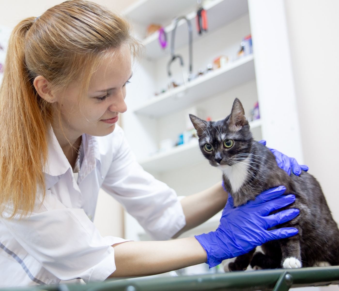 A veterinarian in a white coat and blue gloves examines a gray and white cat on an examination table.