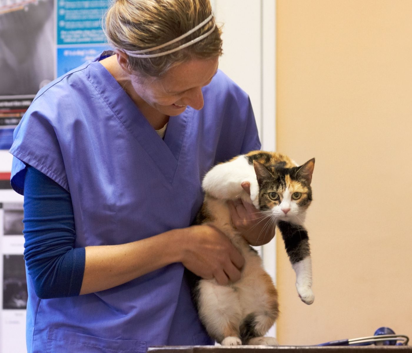 A veterinarian in blue scrubs holds a calico cat with white, black, and orange markings.
